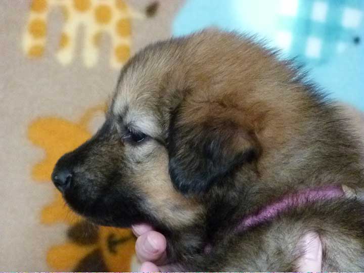 chinook puppy